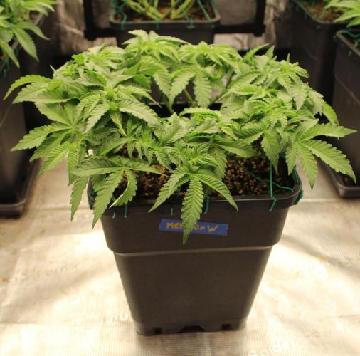 WEMBLEY X MENDOCINO Pyramid Seeds. Week 5