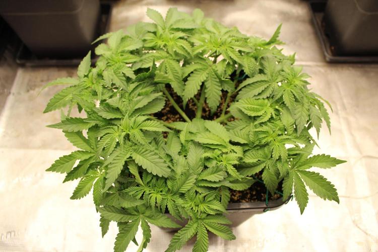WEMBLEY X MENDOCINO Pyramid Seeds. Week 5