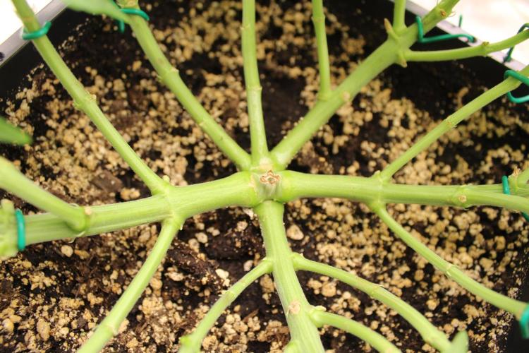 WEMBLEY X MENDOCINO Pyramid Seeds. Week 5