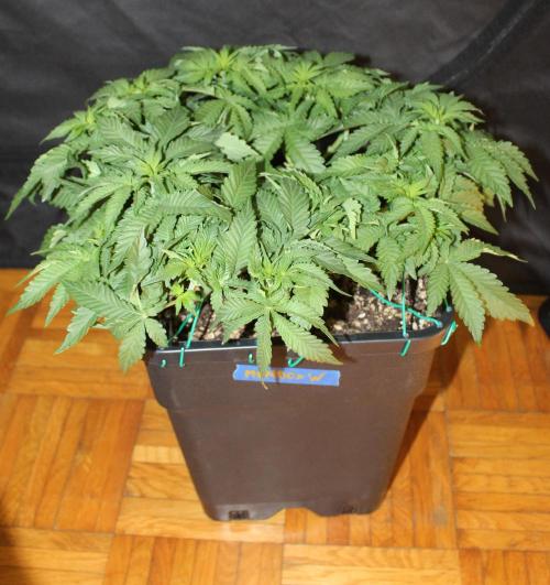 WEMBLEY X MENDOCINO Pyramid Seeds. Week 5