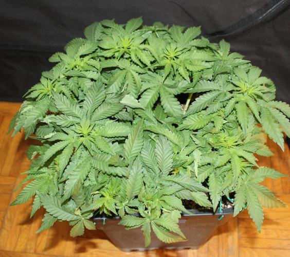 WEMBLEY X MENDOCINO Pyramid Seeds. Week 5