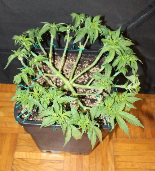 WEMBLEY X MENDOCINO Pyramid Seeds. Week 5