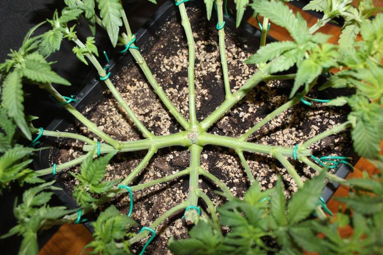 WEMBLEY X MENDOCINO Pyramid Seeds. Week 5