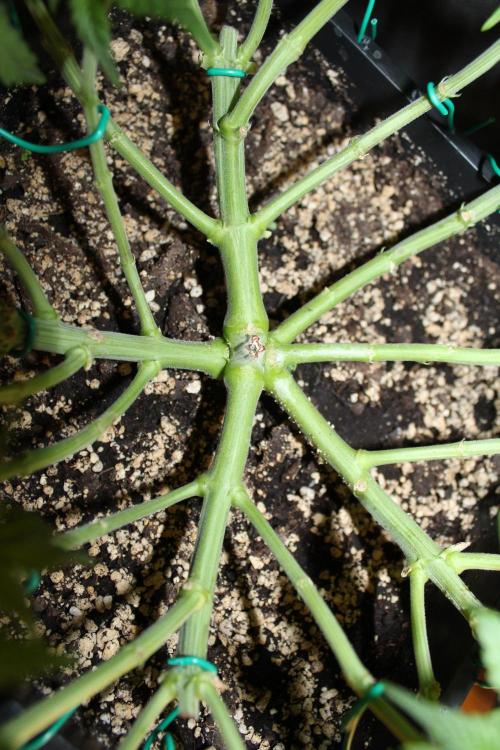 WEMBLEY X MENDOCINO Pyramid Seeds. Week 5