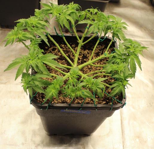 WEMBLEY X MENDOCINO Pyramid Seeds. Week 5