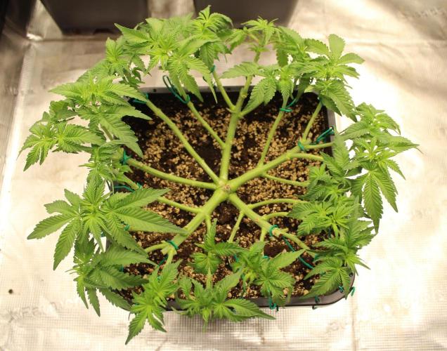 WEMBLEY X MENDOCINO Pyramid Seeds. Week 5