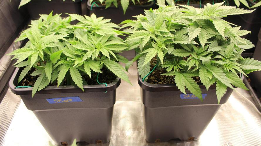 SUPER OG KUSH FAST - Pyramid Seeds. Week 5