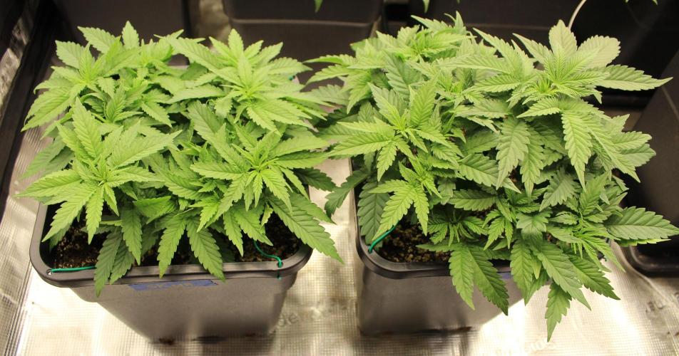SUPER OG KUSH FAST - Pyramid Seeds. Week 5