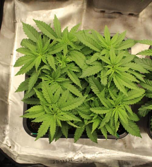 SUPER OG KUSH FAST - Pyramid Seeds. Week 5