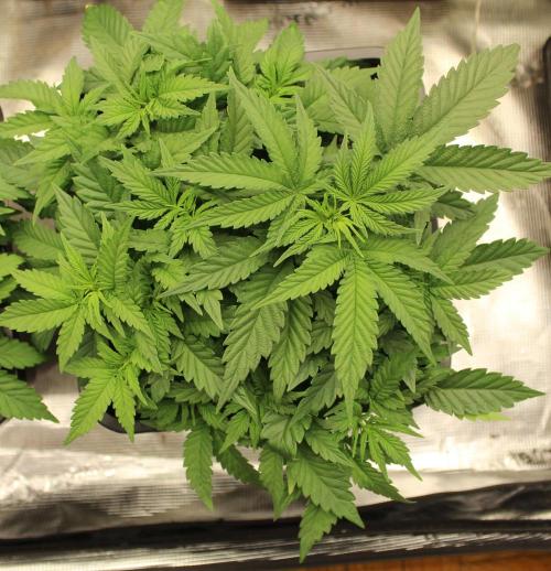 SUPER OG KUSH FAST - Pyramid Seeds. Week 5
