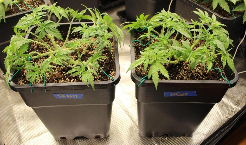 SUPER OG KUSH FAST - Pyramid Seeds. Week 5
