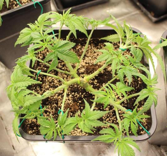 SUPER OG KUSH FAST - Pyramid Seeds. Week 5