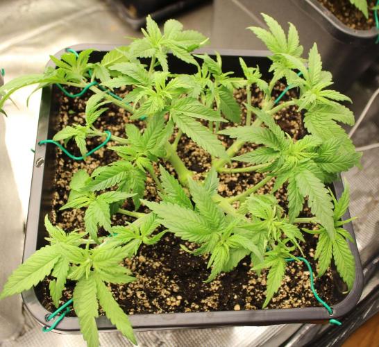 SUPER OG KUSH FAST - Pyramid Seeds. Week 5