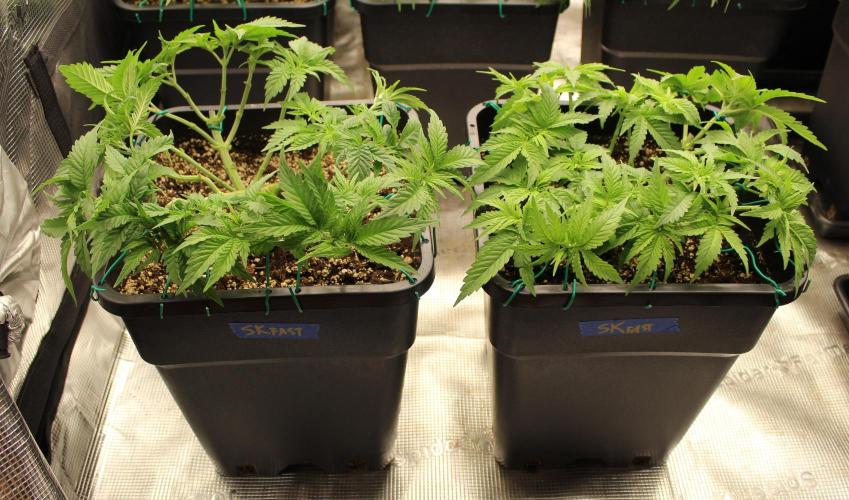 SUPER OG KUSH FAST - Pyramid Seeds. Week 5
