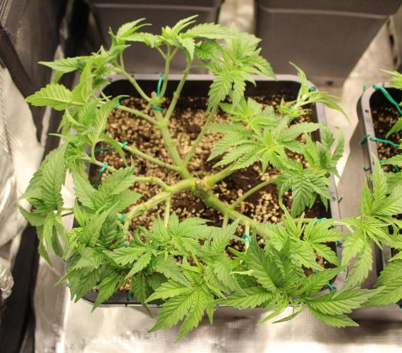 SUPER OG KUSH FAST - Pyramid Seeds. Week 5