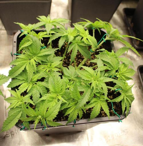 SUPER OG KUSH FAST - Pyramid Seeds. Week 5