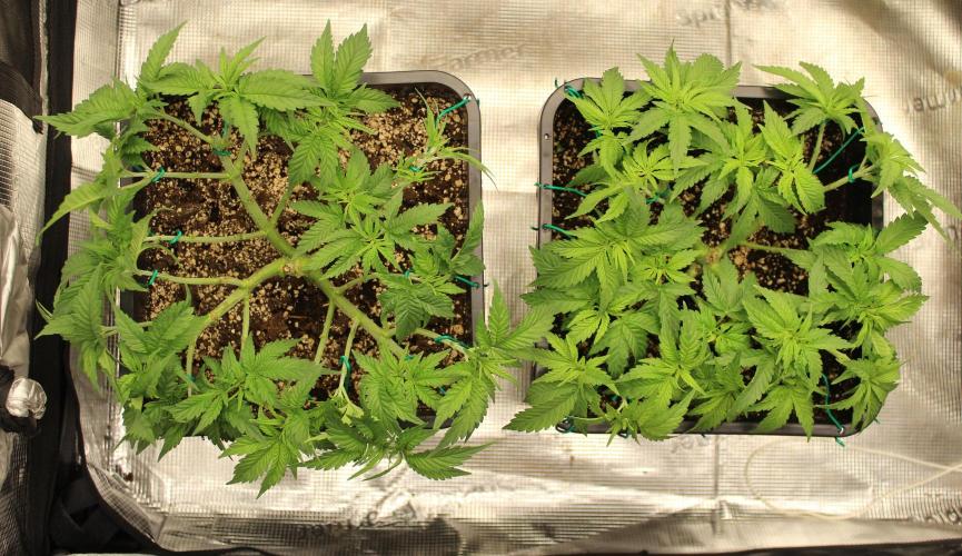 SUPER OG KUSH FAST - Pyramid Seeds. Week 5