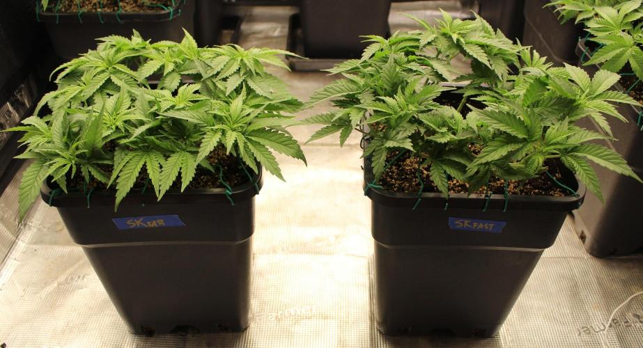 SUPER OG KUSH FAST - Pyramid Seeds. Week 5