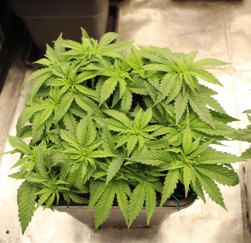 SUPER OG KUSH FAST - Pyramid Seeds. Week 5