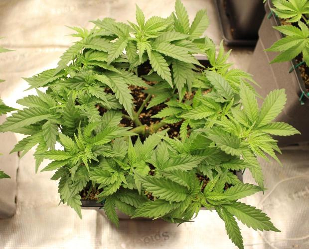 SUPER OG KUSH FAST - Pyramid Seeds. Week 5