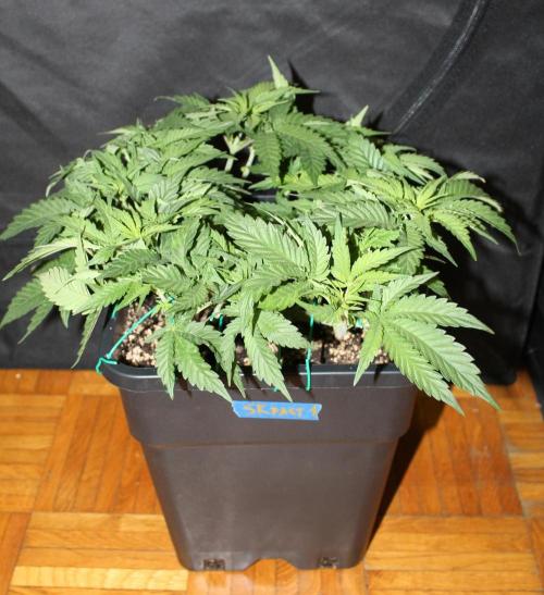 SUPER OG KUSH FAST - Pyramid Seeds. Week 5