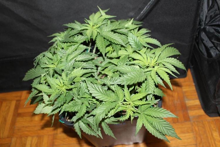 SUPER OG KUSH FAST - Pyramid Seeds. Week 5