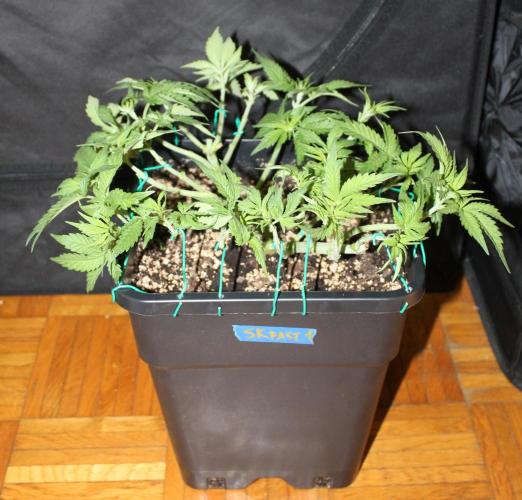 SUPER OG KUSH FAST - Pyramid Seeds. Week 5