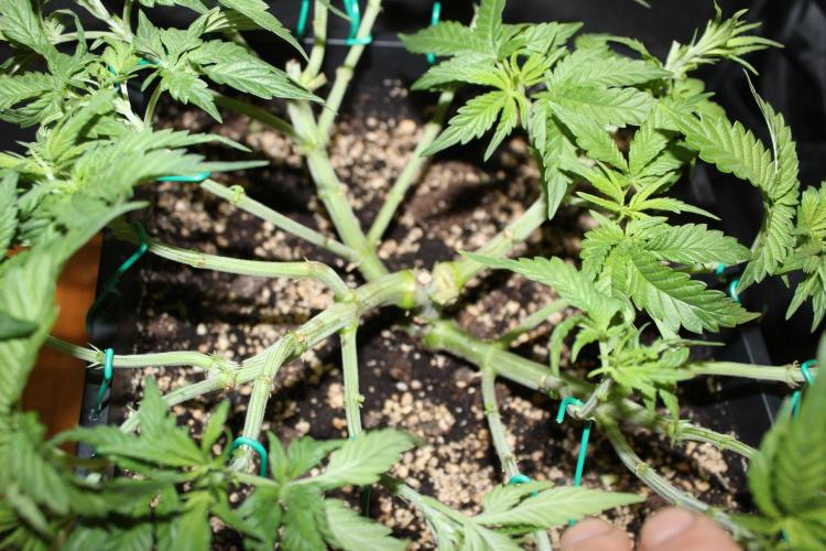 SUPER OG KUSH FAST - Pyramid Seeds. Week 5