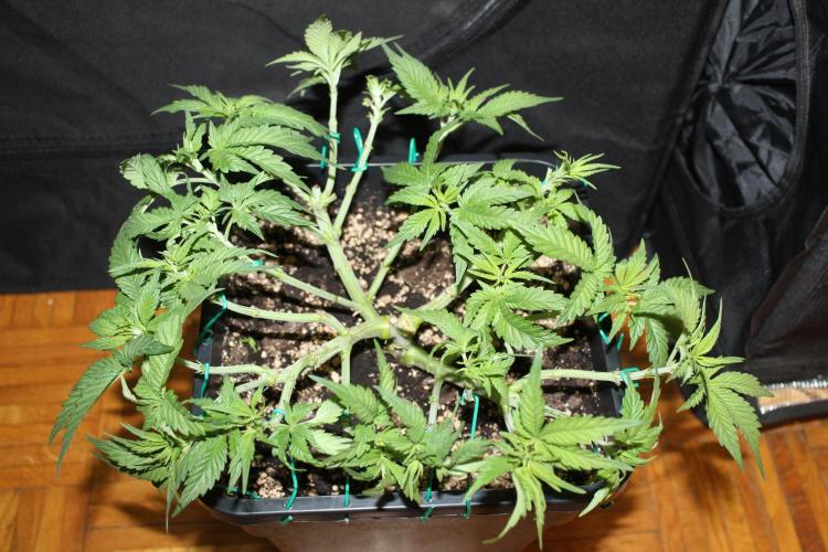 SUPER OG KUSH FAST - Pyramid Seeds. Week 5
