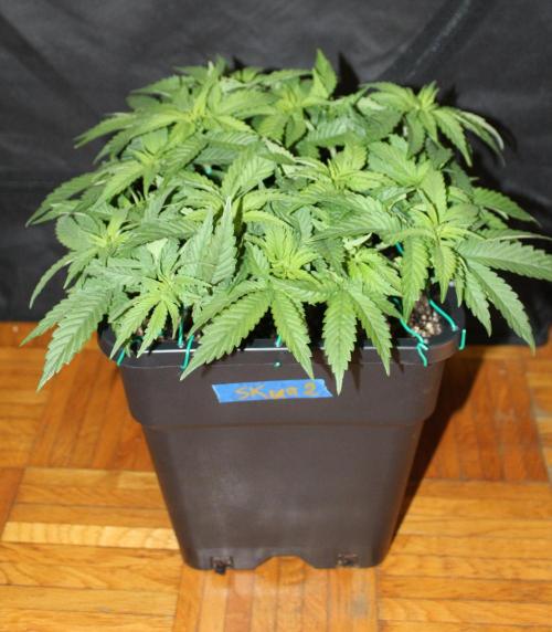 SUPER OG KUSH FAST - Pyramid Seeds. Week 5