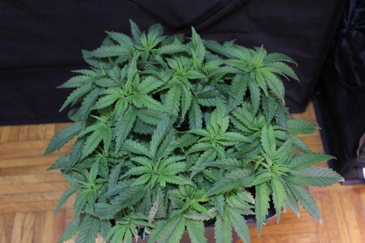 SUPER OG KUSH FAST - Pyramid Seeds. Week 5