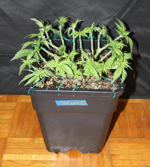 SUPER OG KUSH FAST - Pyramid Seeds. Week 5