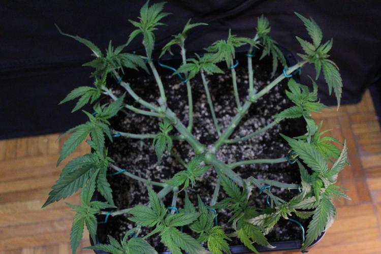 SUPER OG KUSH FAST - Pyramid Seeds. Week 5
