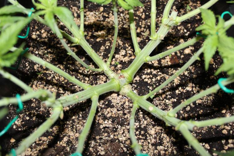 SUPER OG KUSH FAST - Pyramid Seeds. Week 5