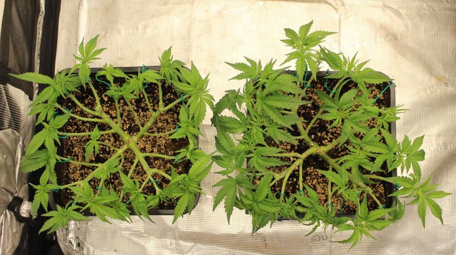 SUPER OG KUSH FAST - Pyramid Seeds. Week 5