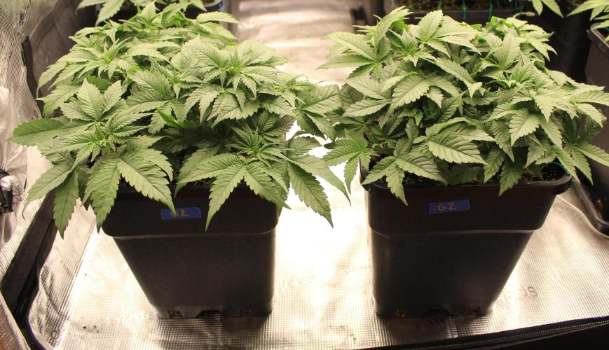 GORILLA ZKITTLEZ - Barney's Farm. Week 5