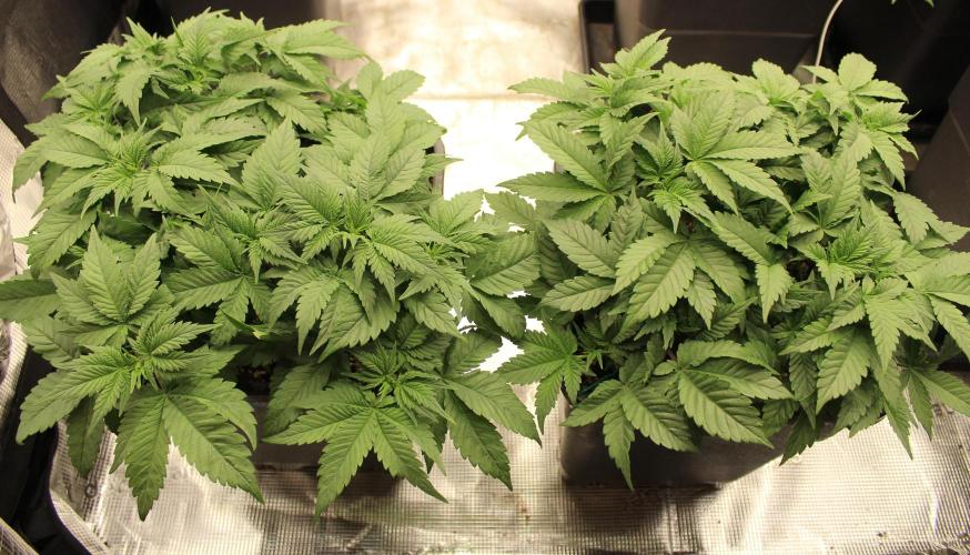 GORILLA ZKITTLEZ - Barney's Farm. Week 5