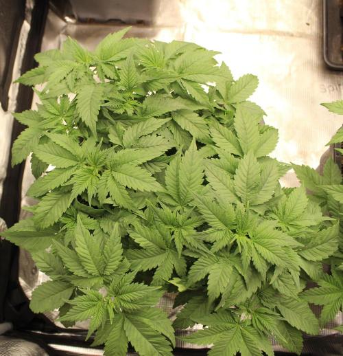 GORILLA ZKITTLEZ - Barney's Farm. Week 5
