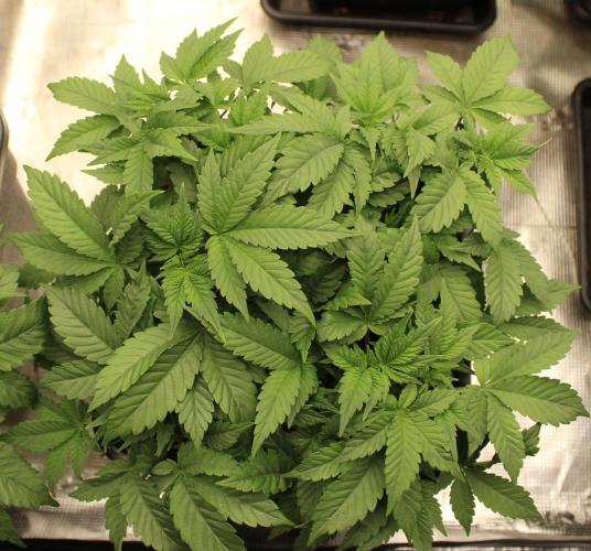 GORILLA ZKITTLEZ - Barney's Farm. Week 5