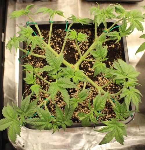 GORILLA ZKITTLEZ - Barney's Farm. Week 5