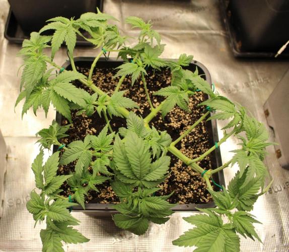GORILLA ZKITTLEZ - Barney's Farm. Week 5