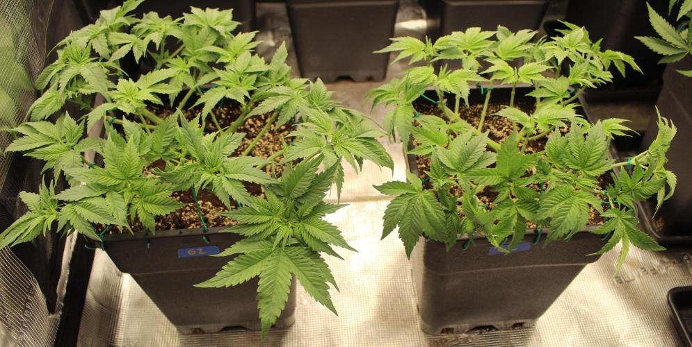 GORILLA ZKITTLEZ - Barney's Farm. Week 5