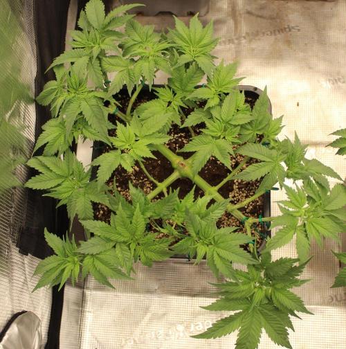 GORILLA ZKITTLEZ - Barney's Farm. Week 5