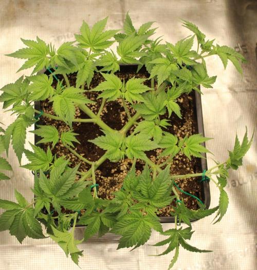 GORILLA ZKITTLEZ - Barney's Farm. Week 5