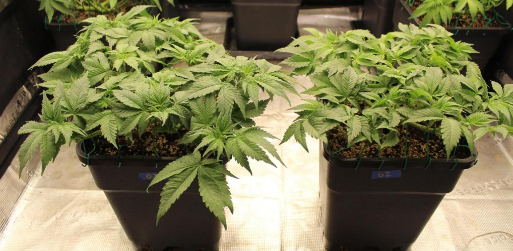 GORILLA ZKITTLEZ - Barney's Farm. Week 5