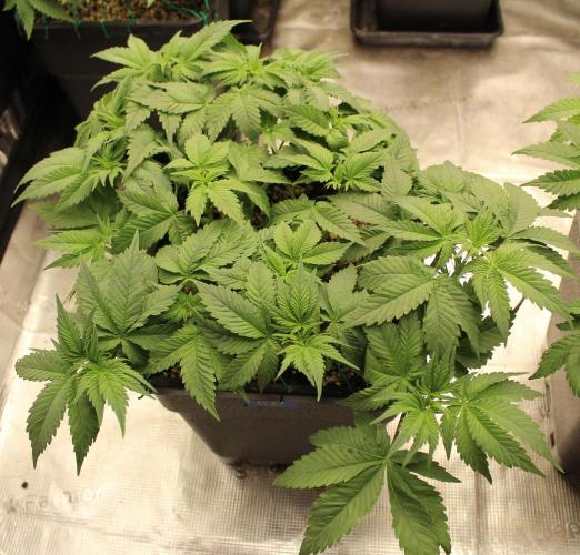 GORILLA ZKITTLEZ - Barney's Farm. Week 5