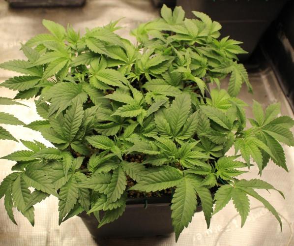 GORILLA ZKITTLEZ - Barney's Farm. Week 5