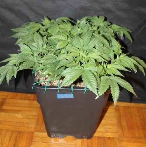 GORILLA ZKITTLEZ - Barney's Farm. Week 5