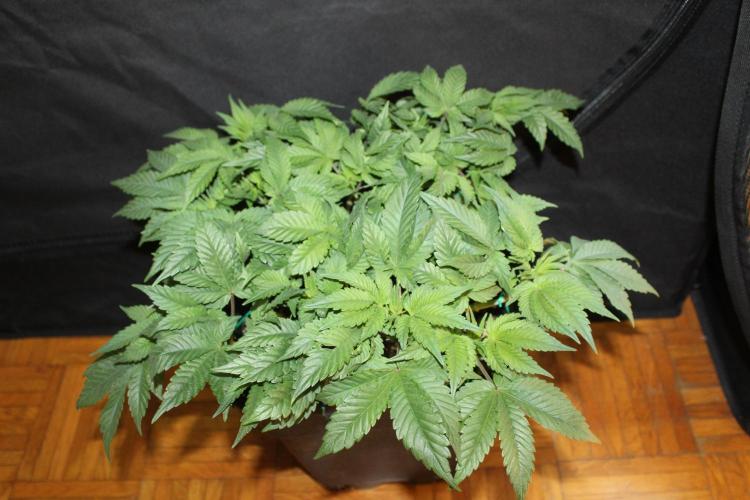 GORILLA ZKITTLEZ - Barney's Farm. Week 5