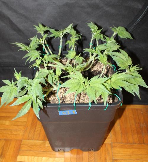 GORILLA ZKITTLEZ - Barney's Farm. Week 5